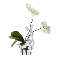 Designed by Mario Trimarchi for Alessi, this airy vase cover was created to chicly house orchids, providing support for the stems and water through transparent tubes. Designed by Mario Trimarchi for Alessi, this airy vase cover was created to chicly house orchids, providing support for the stems and water through transparent tubes.