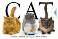 Cat Cat