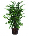 Vickerman AZTBU0140 Ficus Bush, Dark Green, 4-Feet