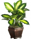 Nearly Natural 6592-05 Golden Dieffenbachia with Wood Vase Decorative Silk Plant, Green