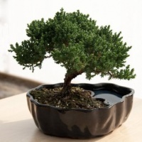 Zen Reflections Juniper Bonsai Zen Reflections Juniper Bonsai