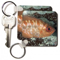 Glasseye snapper, Fish, Caribbean - NA02 MDE0025 - Michael DeFreitas - Set Of 2 Key Chains