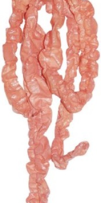 Bloody Butcher Intestines 64 inch Halloween Prop Bloody Butcher Intestines 64 inch Halloween Prop