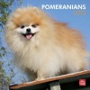 (12x12) Pomeranians - 2013 Wall Calendar