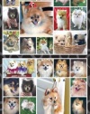 Pet Qwerks S35 Pomeranian Dog Sticker