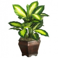 Nearly Natural Golden Dieffenbachia w/Wood Vase Silk Plant Nearly Natural Golden Dieffenbachia w/Wood Vase Silk Plant