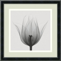 Triumph Tulip Framed Wall Art by Steven N. Meyers - 12.02W x 12.02H in. Triumph Tulip Framed Wall Art by Steven N. Meyers - 12.02W x 12.02H in.