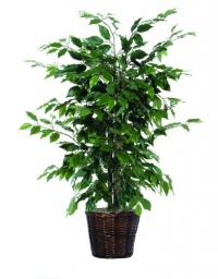 Vickerman AZTBU0140 Ficus Bush, Dark Green, 4-Feet