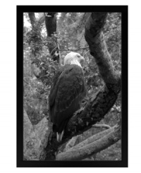 A majestic bald eagle surveys the land for prey in this tranquil depiction of the national bird. Classic in black and white, the framed print captivates naturalists and appeals to the American spirit. A majestic bald eagle surveys the land for prey in this tranquil depiction of the national bird. Classic in black and white, the framed print captivates naturalists and appeals to the American spirit.