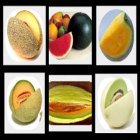 Survival Fruit Seeds Only $21.99 Non Hybrid NO GMO Real Survival Seeds Each variety of our Non Hybrid, Heirloom, Non GMO Seeds are package in a labeled paper envelope, (not a Ziploc or Poly bag) and Heat Sealed in a resealable Mylar Bag, like the Mylar Ba Survival Fruit Seeds Only $21.99 Non Hybrid NO GMO Real Survival Seeds Each variety of our Non Hybrid, Heirloom, Non GMO Seeds are package in a labeled paper envelope, (not a Ziploc or Poly bag) and Heat Sealed in a resealable Mylar Bag, like the Mylar Ba