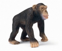 Chimpanzee, Male Chimpanzee, Male