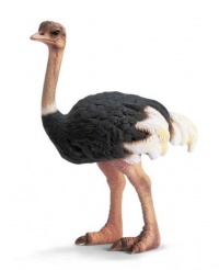 Ostrich Ostrich