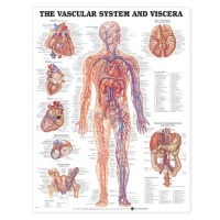 Vascular System and Viscera Anatomical Chart Vascular System and Viscera Anatomical Chart