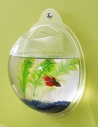 Wall Mount Hanging Beta Fish Bubble Aquarium Bowl Tank Wall Mount Hanging Beta Fish Bubble Aquarium Bowl Tank
