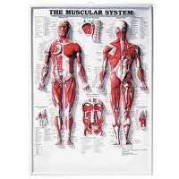 Muscular System 3D Raised Relief Chart