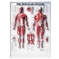 Muscular System 3D Raised Relief Chart Muscular System 3D Raised Relief Chart