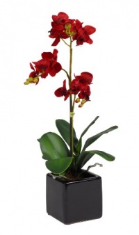House of Silk Flowers Artificial 17-Inch Phalaenopsis Orchid, Mini, Red