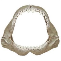 Exotic Environments Great White Shark Jaws, Small, 6-Inch by 3-1/2-Inch by 5-Inch Exotic Environments Great White Shark Jaws, Small, 6-Inch by 3-1/2-Inch by 5-Inch