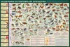 Milestones of Evolution Poster Print