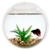 Wall Mount Fish Bowl Aquarium Tank Beta Goldfish Wall Mount Fish Bowl Aquarium Tank Beta Goldfish