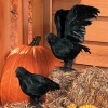 Realistic Feathered Crows -Set of 2 - Great Halloween Prop!