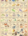 Animal Kingdom II Poster 24x36 with New Classifications