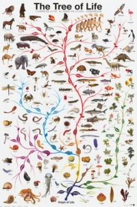 The Tree of Life Poster Poster Print, 24x36 The Tree of Life Poster Poster Print, 24x36