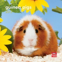 Guinea Pigs 2013 7X7 Mini Guinea Pigs 2013 7X7 Mini