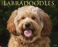Labradoodles 2013 Wall Calendar (Just (Willow Creek)) Labradoodles 2013 Wall Calendar (Just (Willow Creek))