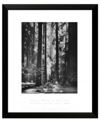 Premier nature photographer Ansel Adams captures the awe-inspiring majesty of California's Redwood forest. A single column of light pierces the dense forest and illuminates its floor in clean, classic black and white. Premier nature photographer Ansel Adams captures the awe-inspiring majesty of California's Redwood forest. A single column of light pierces the dense forest and illuminates its floor in clean, classic black and white.