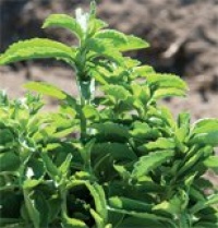 Herb Stevia, Stevia rebaudiana 25 Open Pollinated Seeds by David's Garden Seeds Herb Stevia, Stevia rebaudiana 25 Open Pollinated Seeds by David's Garden Seeds