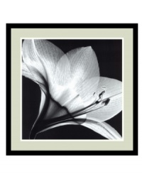 Take a closer look with this black-and-white Amaryllis print by Steven N. Meyers. A combination of x-ray images reveals astonishing, otherwise unseen detail in this stunning flower. With a simple black frame made of solid wood. Take a closer look with this black-and-white Amaryllis print by Steven N. Meyers. A combination of x-ray images reveals astonishing, otherwise unseen detail in this stunning flower. With a simple black frame made of solid wood.