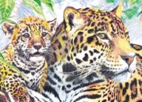 Royal & Langnickel Mini Colour Pencil By Number Kit: 5x7 Jaguar Family Royal & Langnickel Mini Colour Pencil By Number Kit: 5x7 Jaguar Family