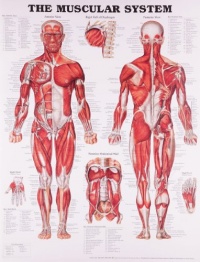 The Muscular System Anatomical Chart The Muscular System Anatomical Chart