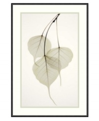 Considered by many cultures to be sacred, the leaves of the Bo Tree in this framed print impart a divinely alluring quality to your decor. Reminiscent of a photographic negative, the delicate veins of the transparent leaves are exposed to reveal a beautifully fragile structure. By Albert Koetsier. Considered by many cultures to be sacred, the leaves of the Bo Tree in this framed print impart a divinely alluring quality to your decor. Reminiscent of a photographic negative, the delicate veins of the transparent leaves are exposed to reveal a beautifully fragile structure. By Albert Koetsier.