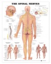 Spinal Nerves Anatomical Chart Laminated