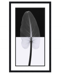 Steven Meyers sheds new light on the simple yet unequivocal grace of a calla leaf. A combination of x-ray images reveals the unexpected shadows and intricacies of nature in this incredible art print. Steven Meyers sheds new light on the simple yet unequivocal grace of a calla leaf. A combination of x-ray images reveals the unexpected shadows and intricacies of nature in this incredible art print.