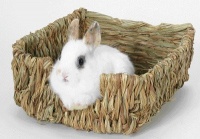 Peter's Woven Grass Pet Bed Peter's Woven Grass Pet Bed