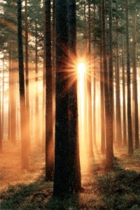 Scenery Posters: Forest Sunbeams - Poster - 91.5x61cm Photography Poster Print, 24x36 Scenery Posters: Forest Sunbeams - Poster - 91.5x61cm Photography Poster Print, 24x36