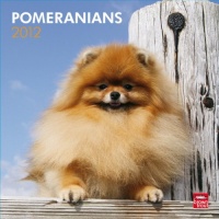 Pomeranians 2012 Square 12X12 Wall Calendar Pomeranians 2012 Square 12X12 Wall Calendar