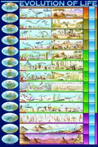 Safari LTD Evolution of Life Laminated Poster Safari LTD Evolution of Life Laminated Poster