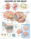Anatomy of the Brain Anatomical Chart Laminated