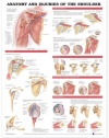 Anatomy and Injuries of the Shoulder Anatomical Chart