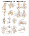 Ligaments of the Joints Anatomical Chart