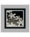 Orchid Denrobium Framed Wall Art by Steven N. Meyers - 14.89W x 14.39H in.