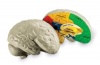 Learning Resources Cross Section Human Brain Model