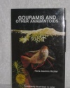 Gouramis and Other Anabantoids