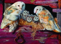 Cobble Hill Barn Owls Cobble Hill Barn Owls