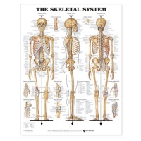 The Skeletal System Anatomical Chart The Skeletal System Anatomical Chart