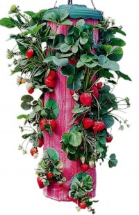 Felknor Ventures TT041112 Topsy Turvy Strawberry Planter Felknor Ventures TT041112 Topsy Turvy Strawberry Planter
